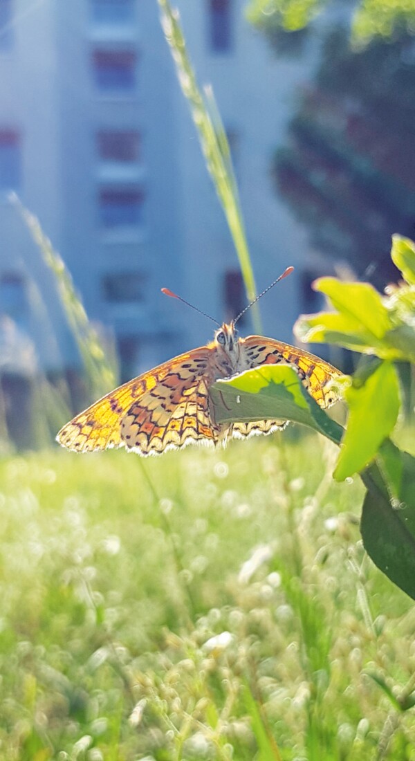 Ein Schmetterling mit ausgebreiteten Flügeln sitzt auf einer Pflanze und im Hintergrund ist ein Mehrfamilienhaus zu sehen.